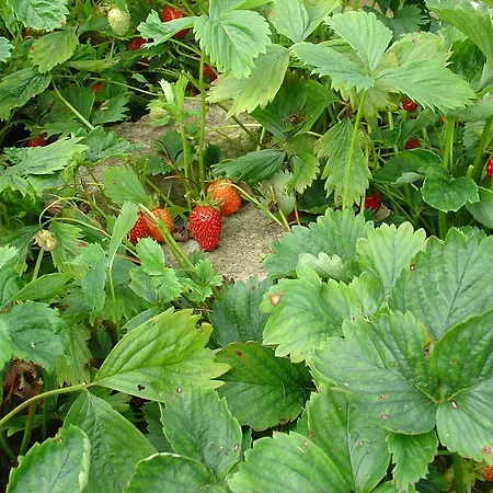 Bed & Breakfast Une Nuit A La Campagne *